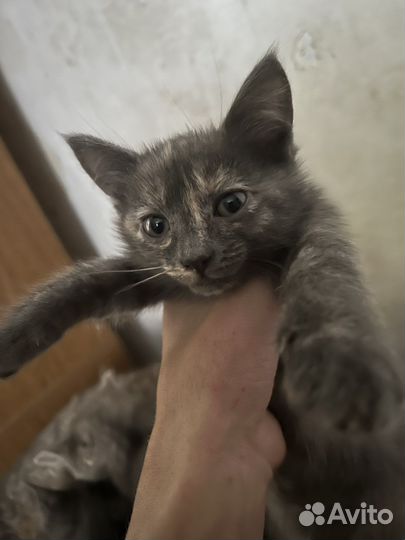 Отдам Котят