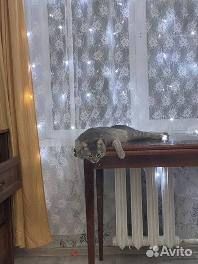 Кот отдам бесплатно