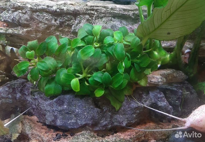 Анубиас нана петит 