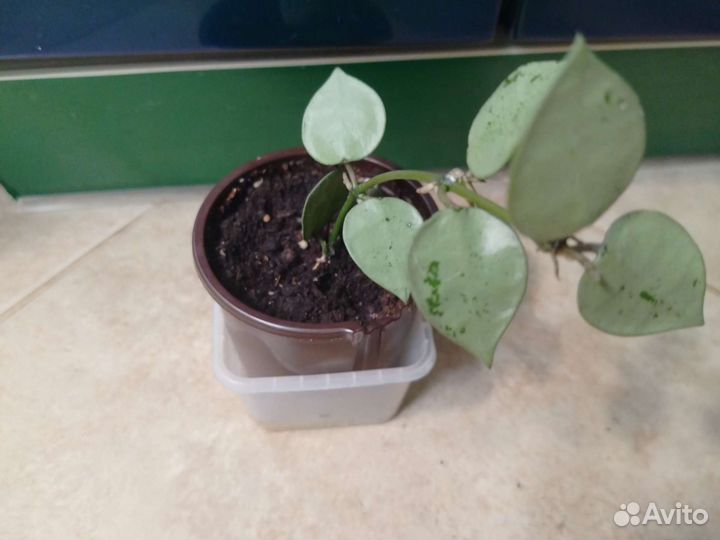 Хойи разные