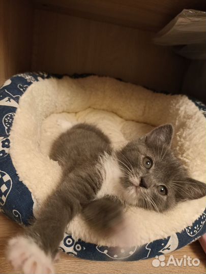 Котенок бело-серый дымчатый. Девочка. 1.5 мес