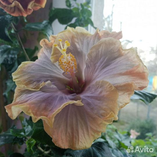 Сортовые гибискусы срез