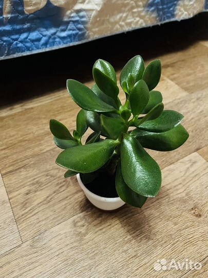 Толстянка- денежное дерево