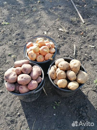 Продаю картофель,лук