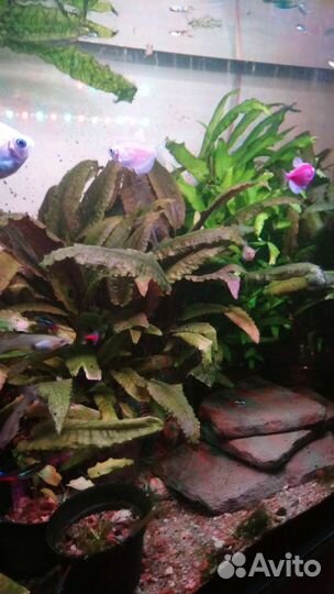 Криптокорины