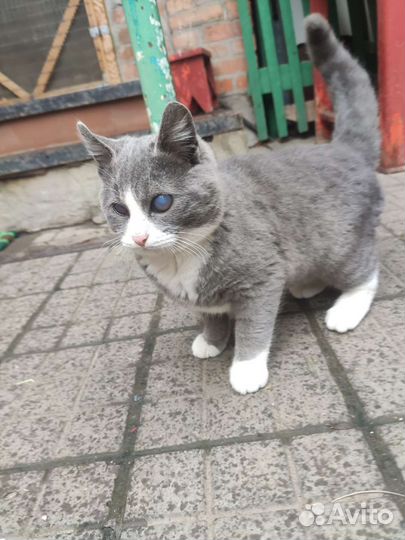 Отдам бесплатно котят