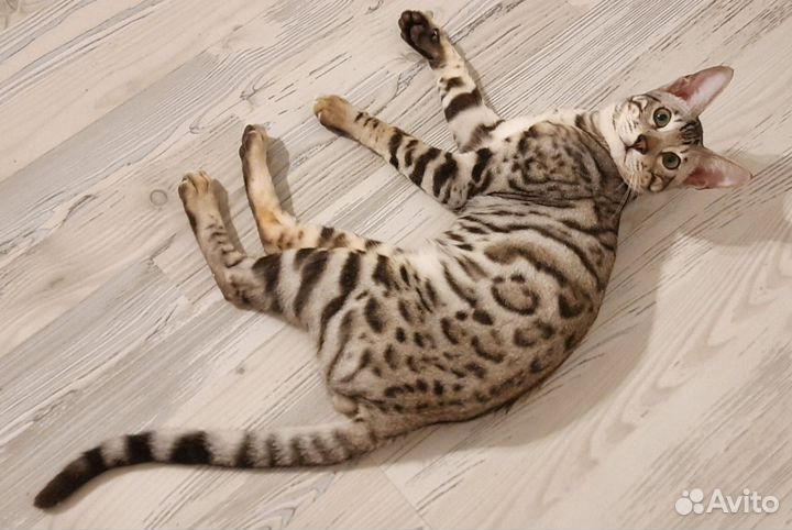 Бенгальский кот/серенгети