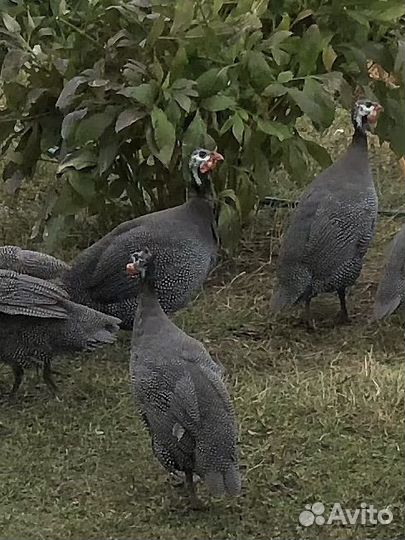 Цесарка французская бройлерная