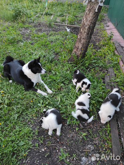Щенки русско-европейской лайки