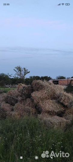 Сено разнотравье