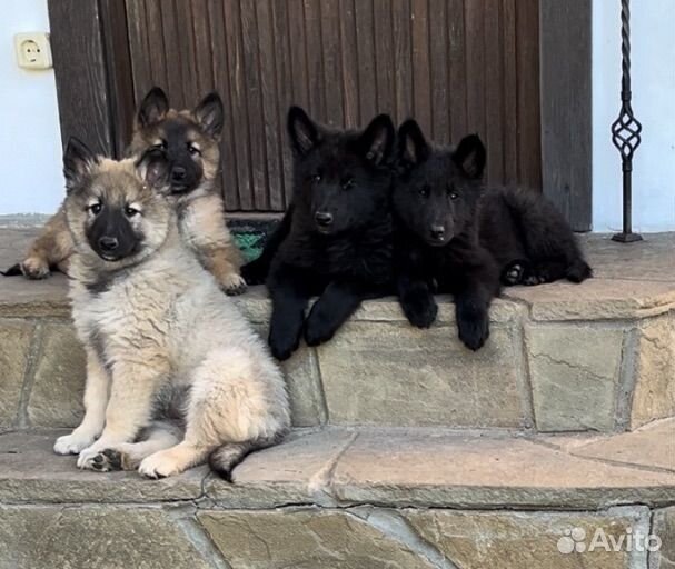 Бельгийская овчарка грюнендаль и тервюрен