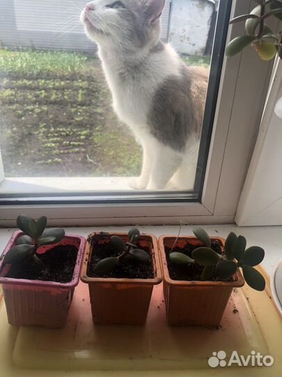 Толстянка живое денежное дерево