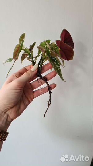 Бегония макулата