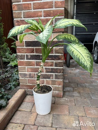 Диффенбахия