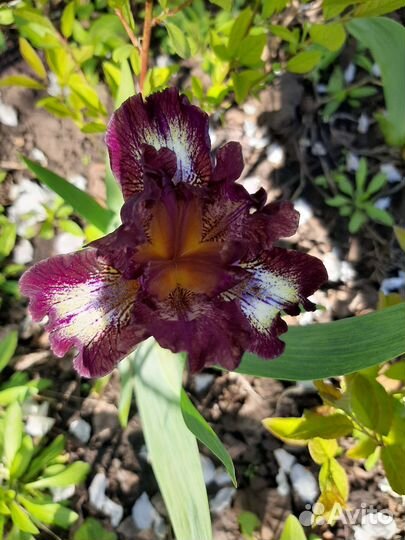 Ирисы низкорослые