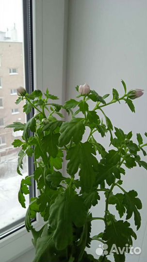 Укорененные черенки хризантемы махровой