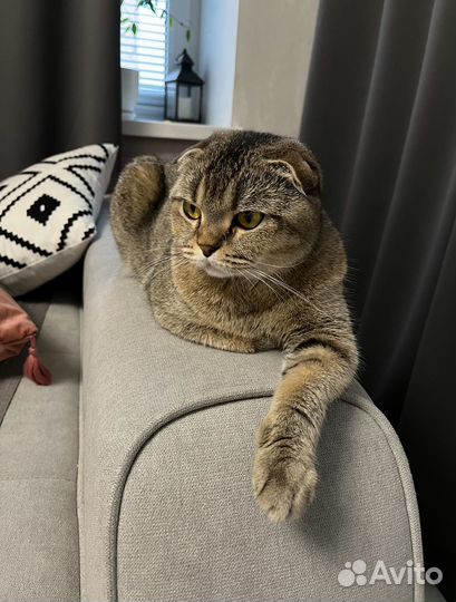 Шотландская вислоухая кошка вязка