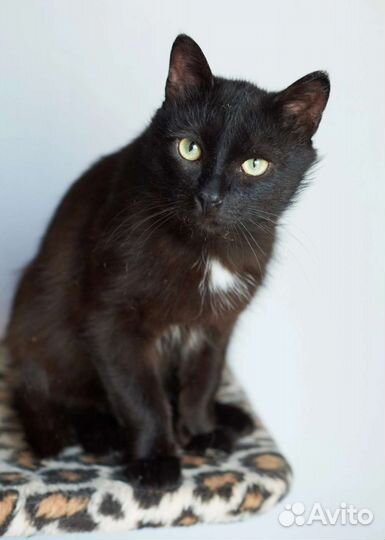 Васенька - лучший котик на свете