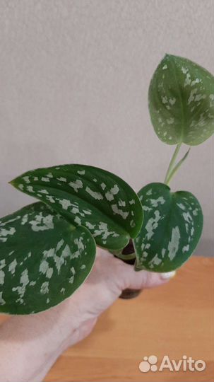 Сциндапсус пиктус треби