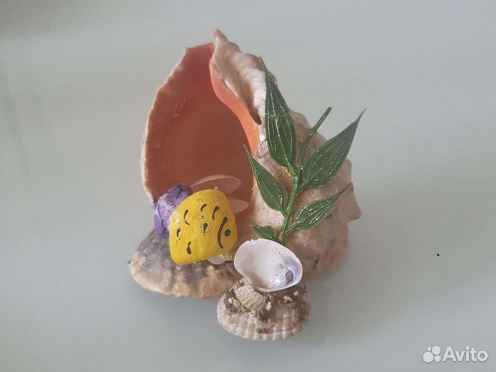 Морские ракушки раковины