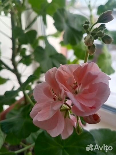 Пеларгония герань