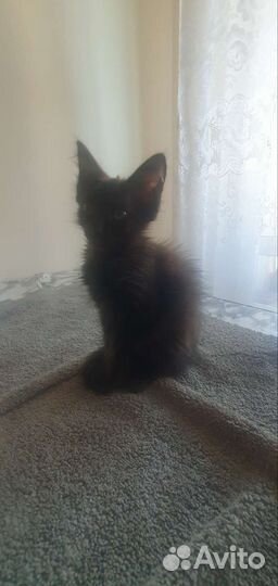 Донской сфинкс