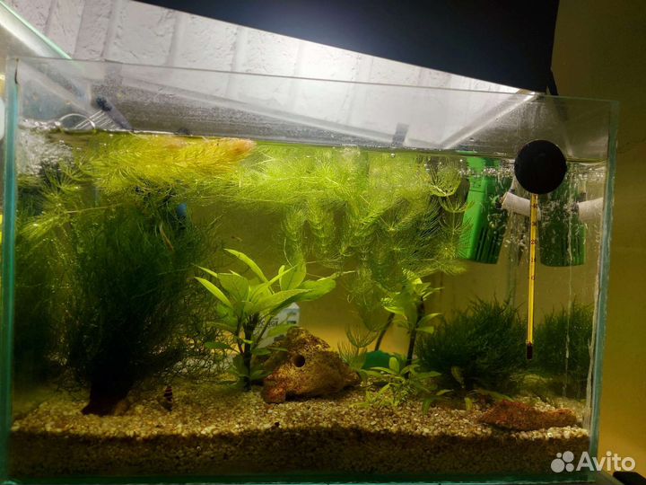 Аквариум