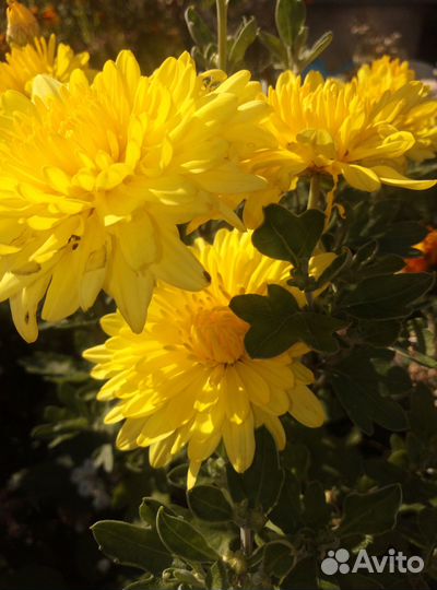 Хризантемы многолетние