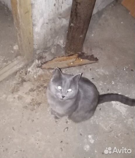 Коты замерзают на улице нужен дом или передержка