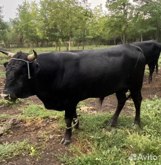 Бычки и быки