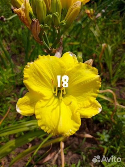 Лилейники сортовые