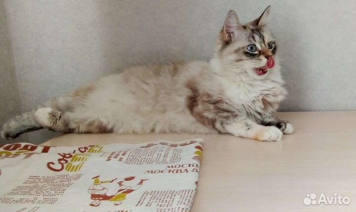 Кошка сама по себе