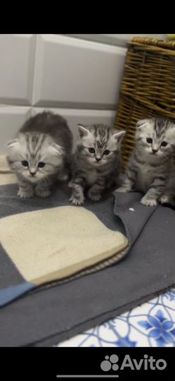 Шотландские вислоухие