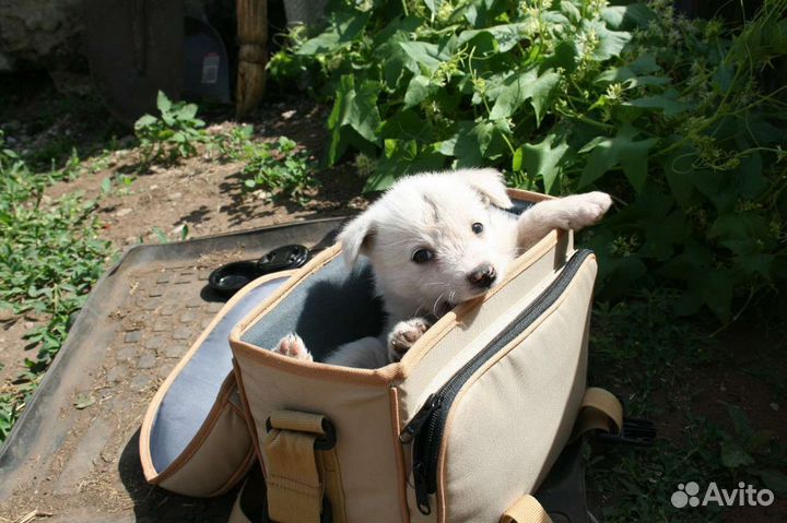 Щенок маленькой собаки