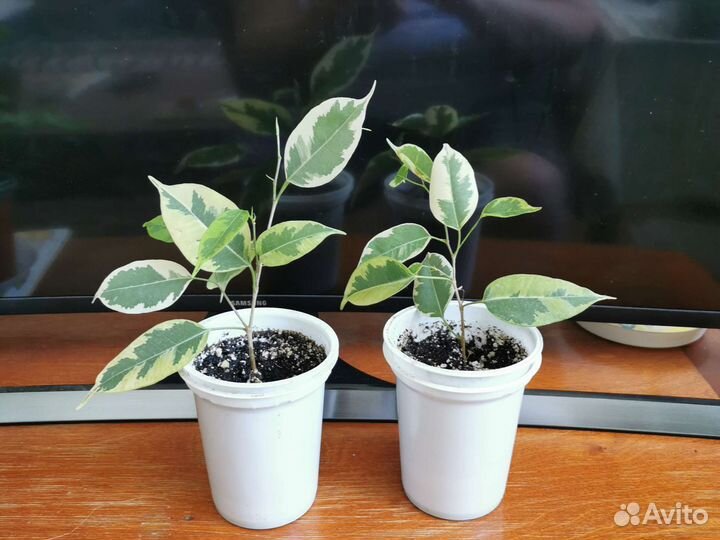 Фикус (укоренённый саженц)