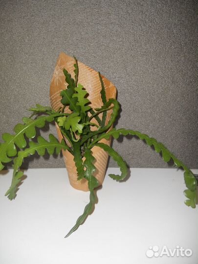 Эпифиллум ангулигер