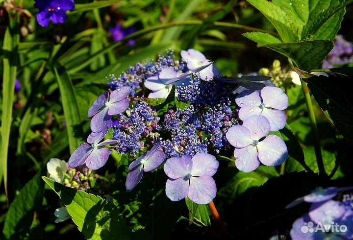 Гортензия многолетняя питомник Чита