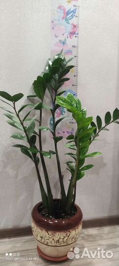 Замиокулькас