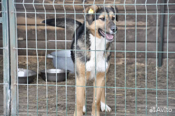 Красавицы дворняжки подростки