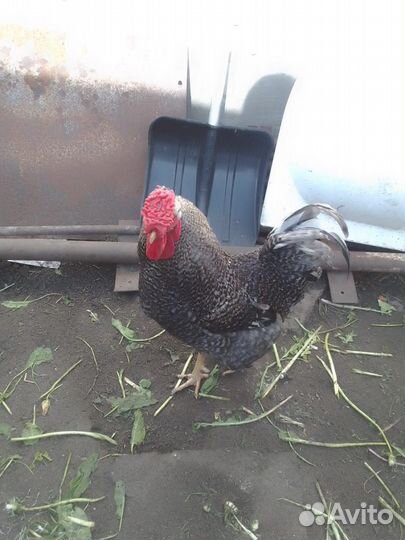 Молодой петух