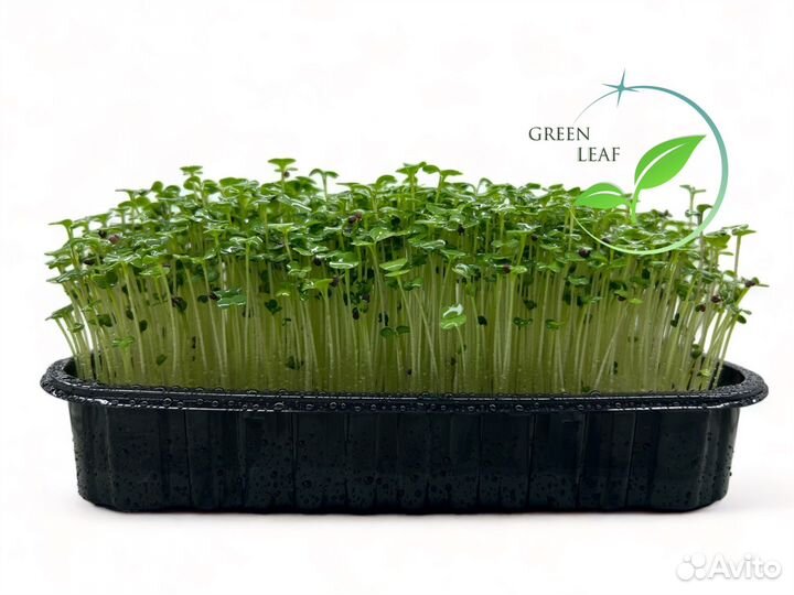 Микрозелень 