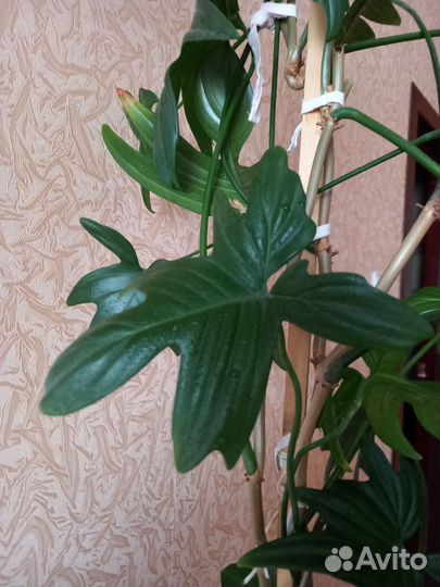 Филодендром гитаровидный