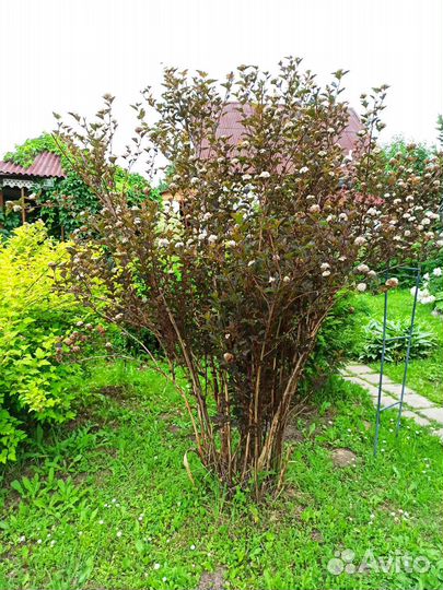 Пузыреплодник diablo