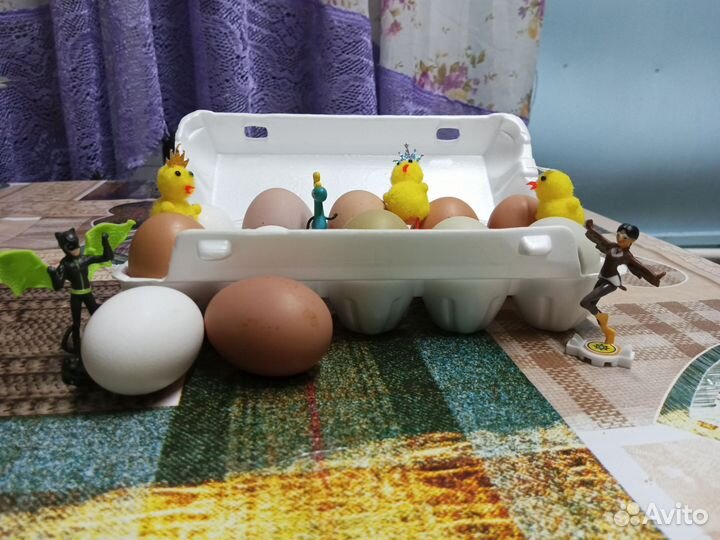 Инкубационное яйцо кур