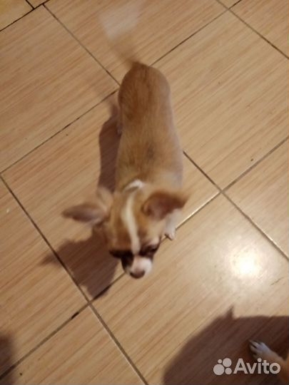 Щенок чихуахуа мини девочка