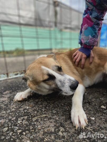 Спасите собачку из приюта