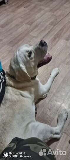 Кобель лабрадора вязка