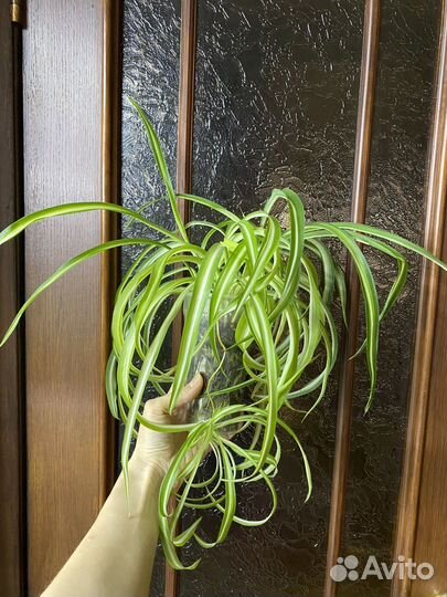 Хлорофитум кудрявый, бонни