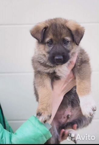 Два брошенных щеночка очень ждут маму купить в Москве | Животные и ...