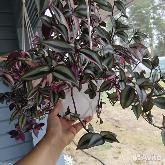 Традесканция, каллизия в кашпо